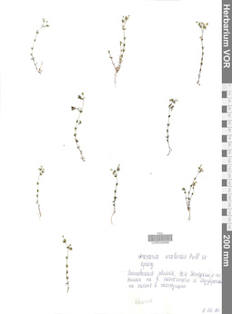 VOR 0006998