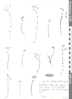 VOR 0006997