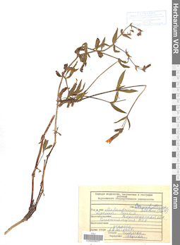 VOR 0008077
