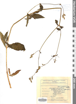 VOR 0008075