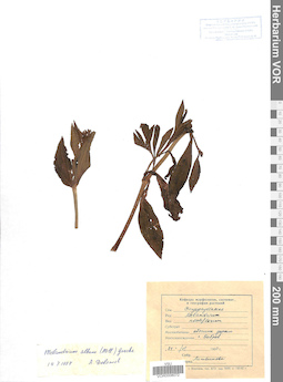 VOR 0008072