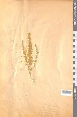 VOR 0042661