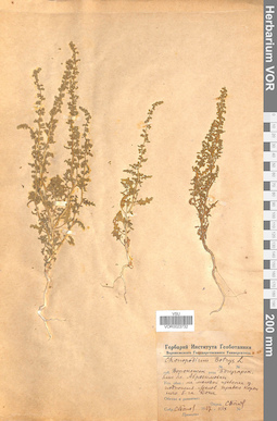 VOR 0023732