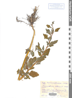 VOR 0042650
