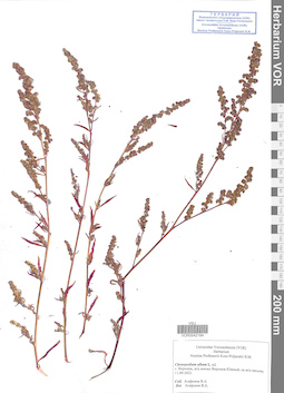VOR 0042184