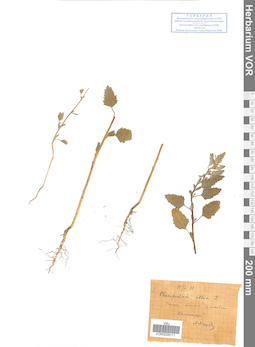 VOR 0026111