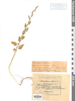 VOR 0026102