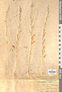 VOR 0026098
