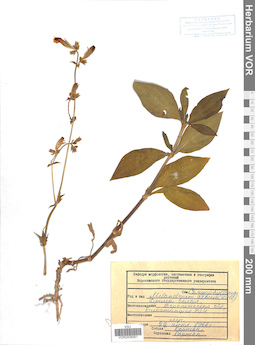 VOR 0008061