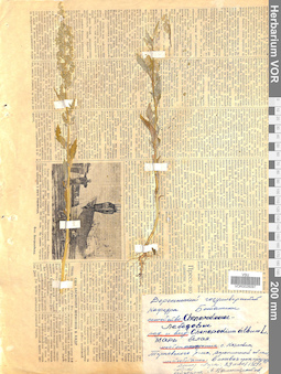 VOR 0026097