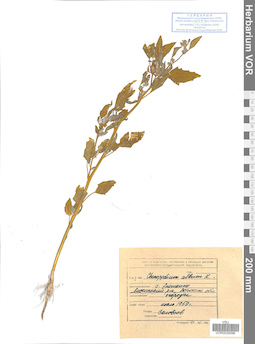 VOR 0026096