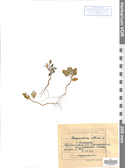 VOR 0026095