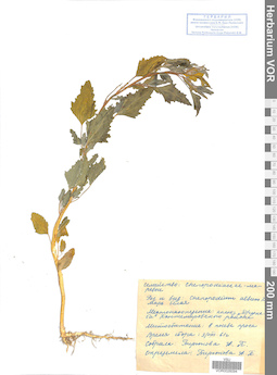 VOR 0026094