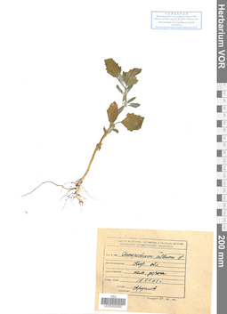 VOR 0026082