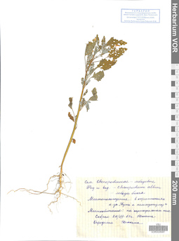 VOR 0026081