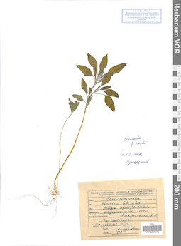 VOR 0026079