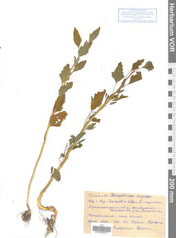 VOR 0026077