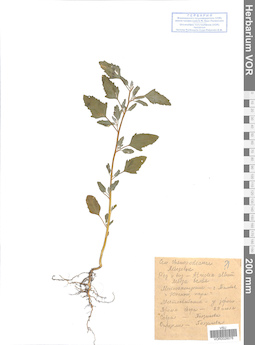VOR 0026076