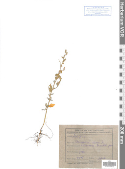 VOR 0026075