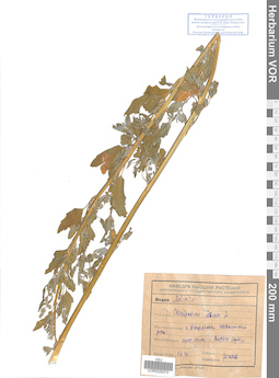 VOR 0026074