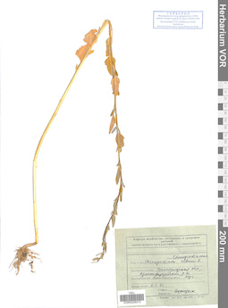 VOR 0026072