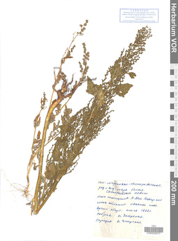 VOR 0026070