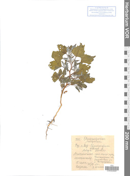 VOR 0026067