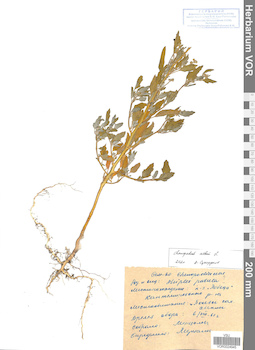 VOR 0024945