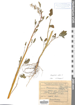 VOR 0024938