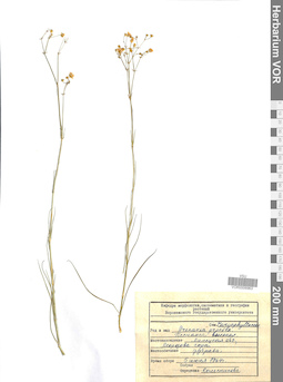 VOR 0006963