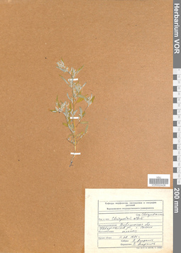 VOR 0024436
