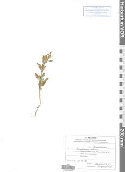 VOR 0024435