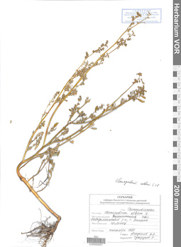 VOR 0024431