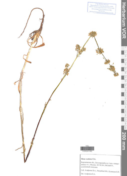 VOR 0041462