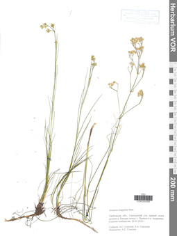 VOR 0040599
