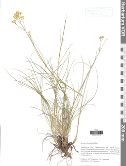 VOR 0040572