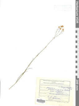 VOR 0006989