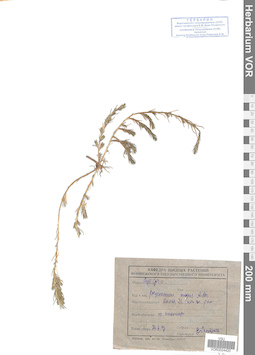VOR 0024420