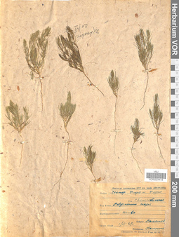 VOR 0024418