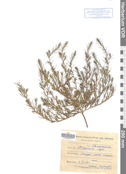 VOR 0024417