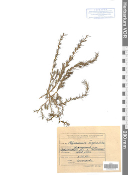 VOR 0024416