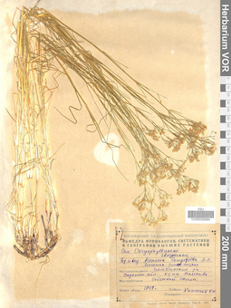 VOR 0006984