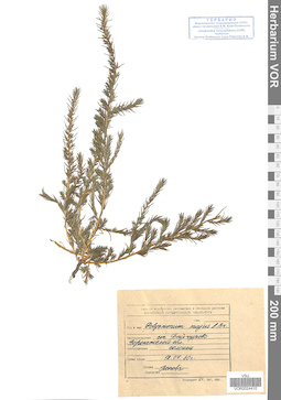 VOR 0024410