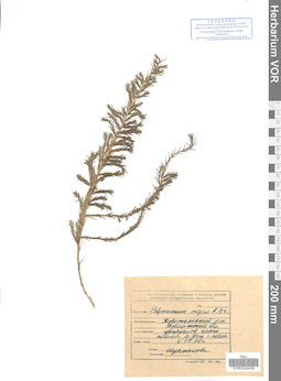 VOR 0024409