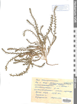 VOR 0024407