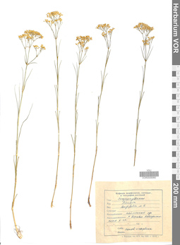 VOR 0006980