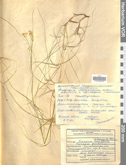 VOR 0006976
