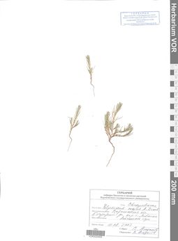 VOR 0024405