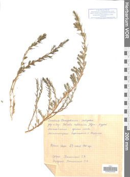 VOR 0024404