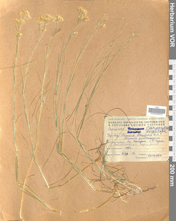 VOR 0006970